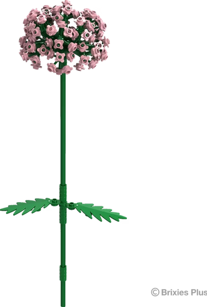 BRIXIES PLUS ALLIUM ROSA