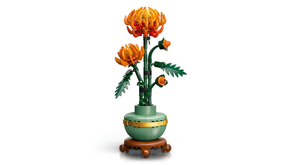 Chrysanthemum (10368)